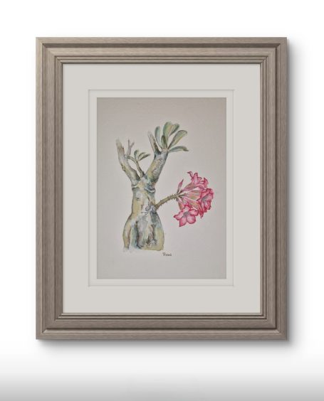 Desert rose Desert rose